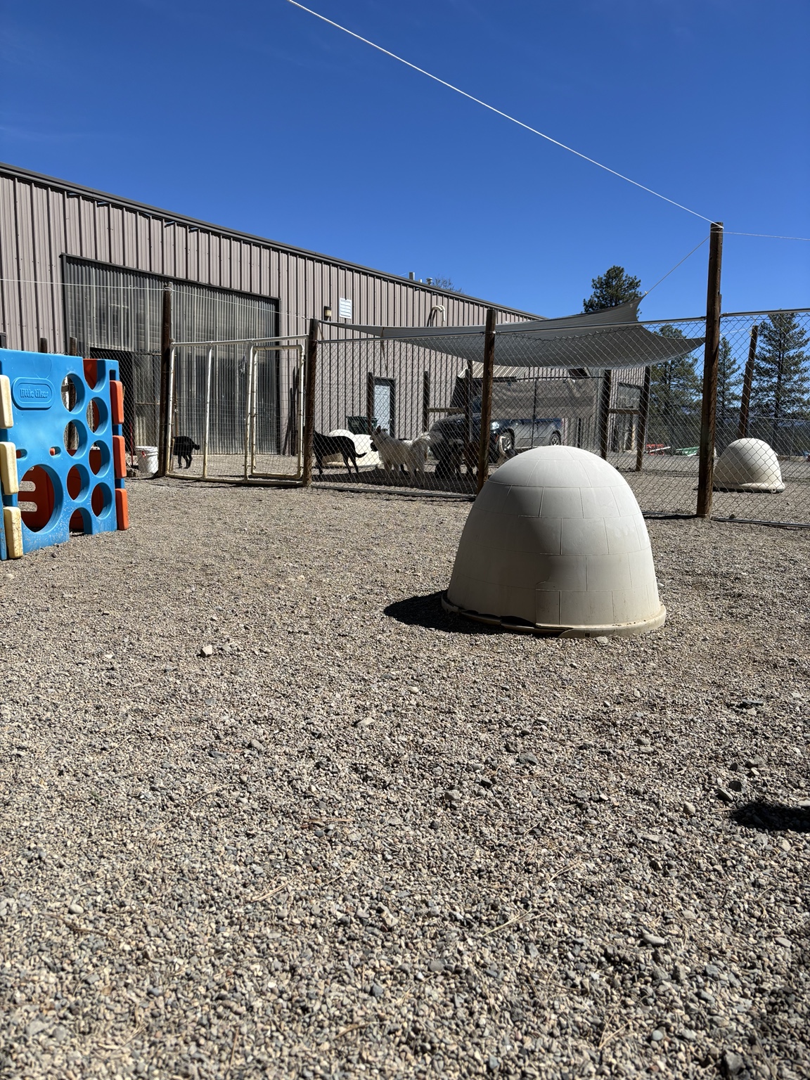 Dogs enjoying the secure pebble play yard with shade structures and outdoor play equipment